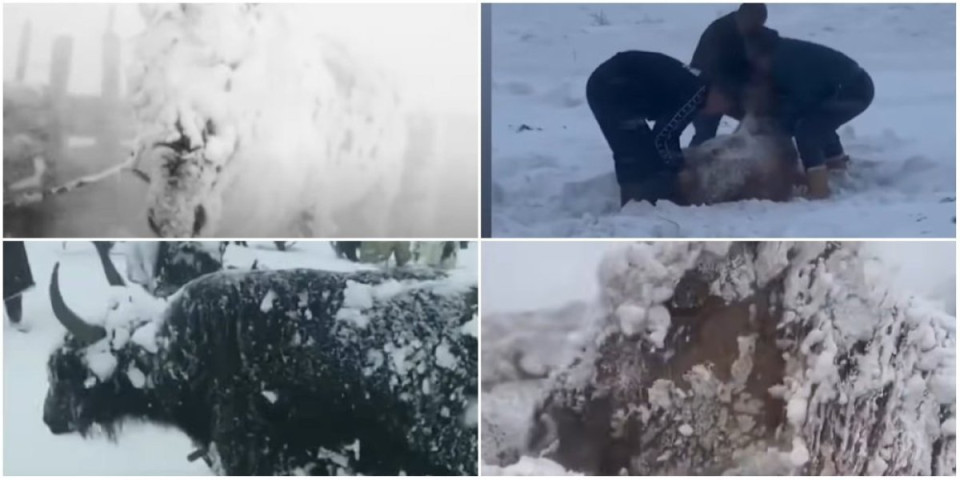 Apokalipsa u Mongoliji! Najhladnija zima u poslednjih 50 godina - uginulo 4,7 miliona životinja! (VIDEO)