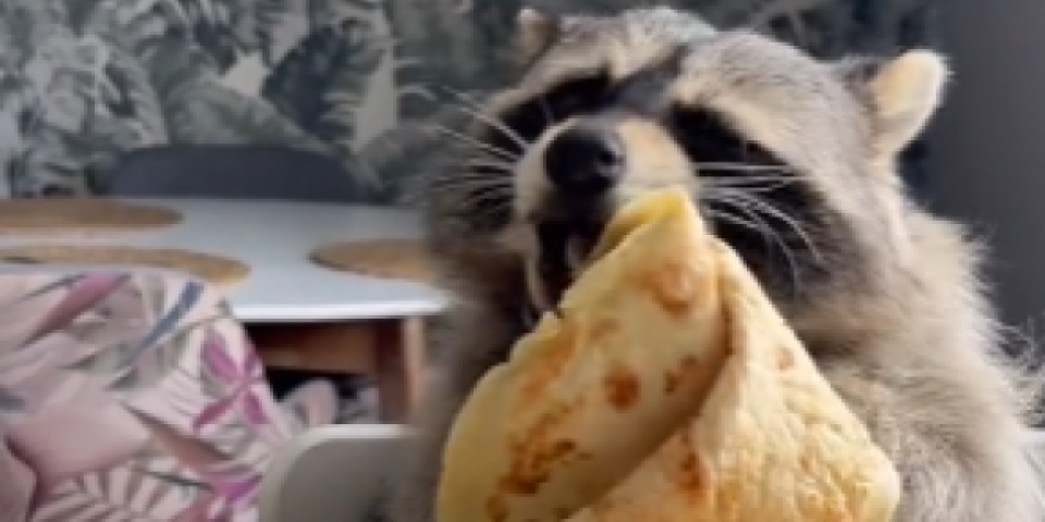 Snimak srušio internet! Rakun navalio na palačinke, ne može da dođe do daha - ovako se doručkuje (VIDEO)