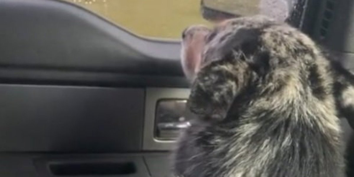 Jecaji, bol i tuga ovog psa kidaju srce! Mislio je da će ga vlasnik napustiti, jer je usvojio tele (VIDEO)