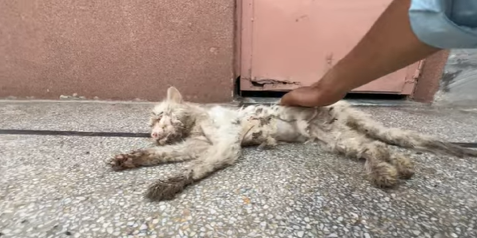 Mačak je danima umirao na mestu gde ga je vlasnik ostavio! Bolestan i slep čekao je svoj kraj, a onda se dogodilo čudo (VIDEO)