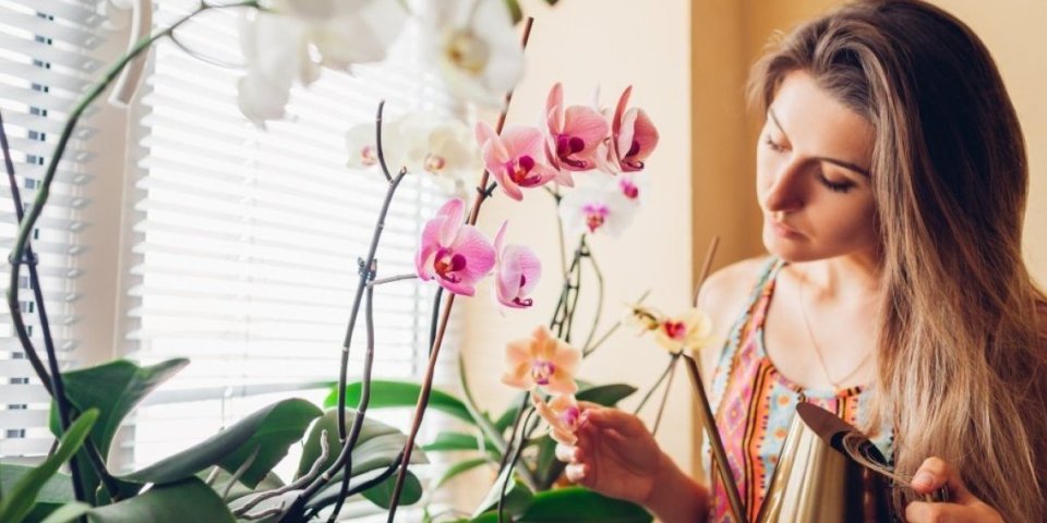 Stavila je beli luk u saksiju sa orhidejom, a onda se dogodilo nešto neverovatno! Trik koji provereno radi