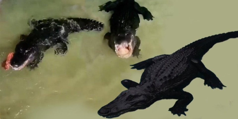 (VIDEO) Najstariji aligator na svetu živi u Srbiji! Baš mu se otvorio apetit ovih dana...