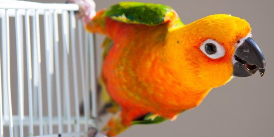 Snimak koji je srušio internet! Papagaj voli svog vlasnika više od njegove supruge (VIDEO)