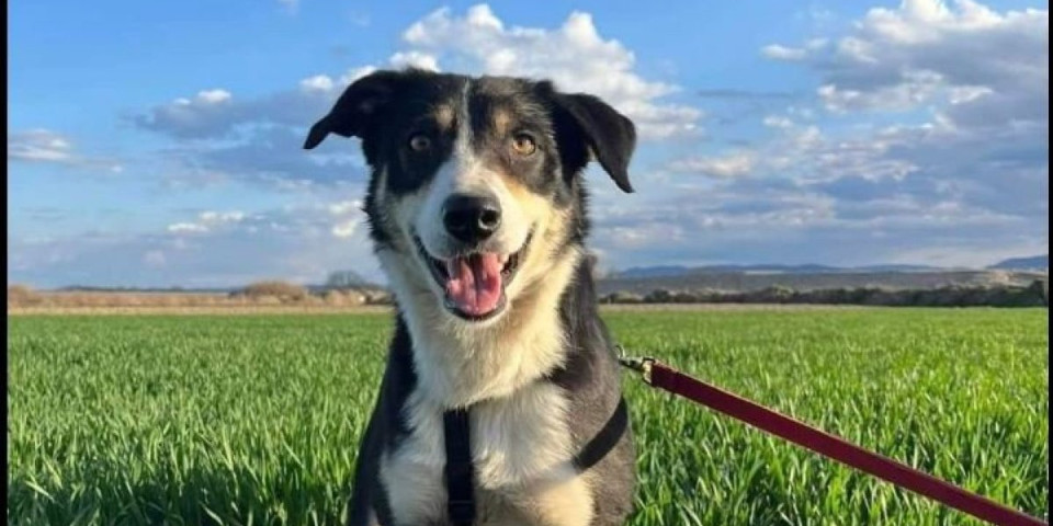 Izgubila psa prošle godine u Grčkoj, a sad su ga našli u Srbiji: Nestvarna priča o keruši Raike