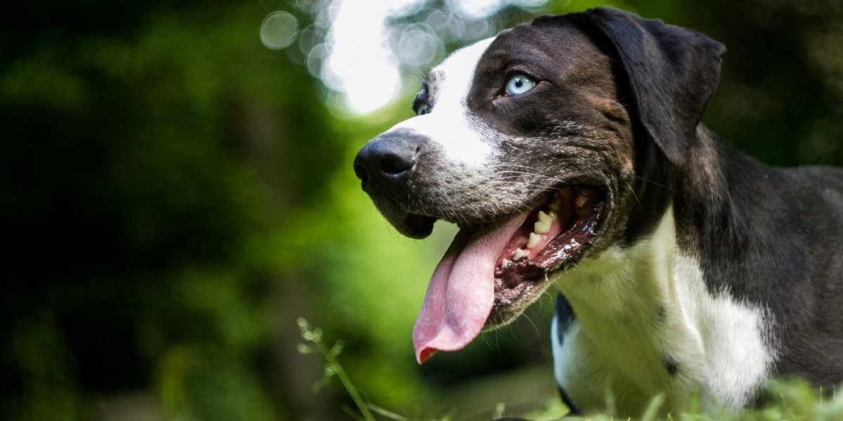 Pas iz Francuske, izgubljen u Grčkoj, pronađen u Loznici! Dirljiva priča sa srećnim krajem