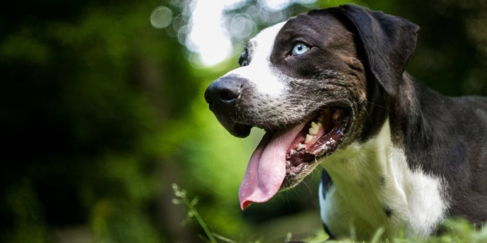 Pas iz Francuske, izgubljen u Grčkoj, pronađen u Loznici! Dirljiva priča sa srećnim krajem (VIDEO)