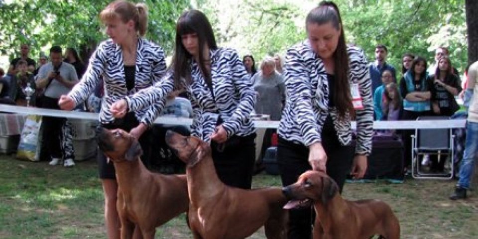 Nikad više stranaca! Za izložbu pasa u Vranju već prijavljeni učesnici iz dvadesetak zemalja