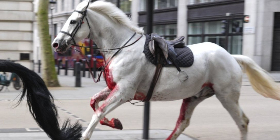 Totalni haos u Londonu! Krvavi konji jurili centrom, povređeno nekoliko ljudi i konja! (FOTO, VIDEO)