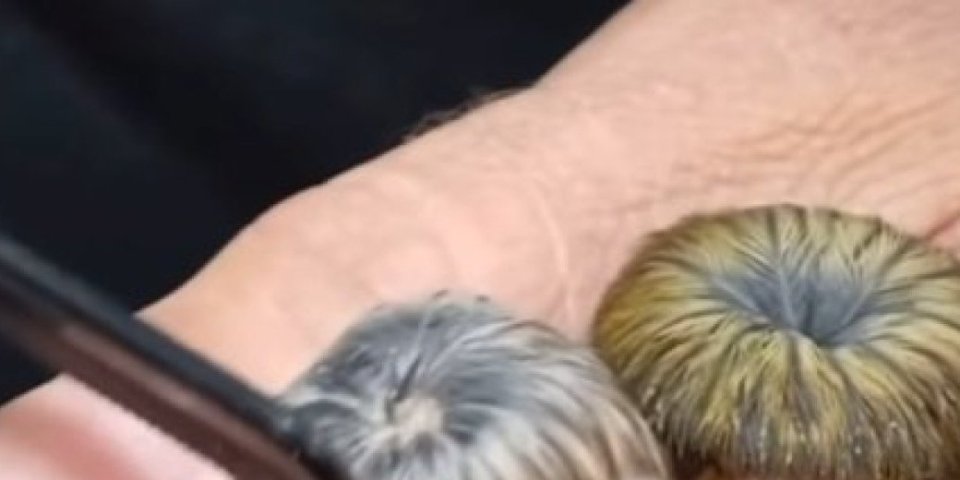 Kadar nevera! Na prvi pogled liče na pečurkice, ali je istina drugačija! Znate li šta su ovi mali čupavci? (VIDEO)