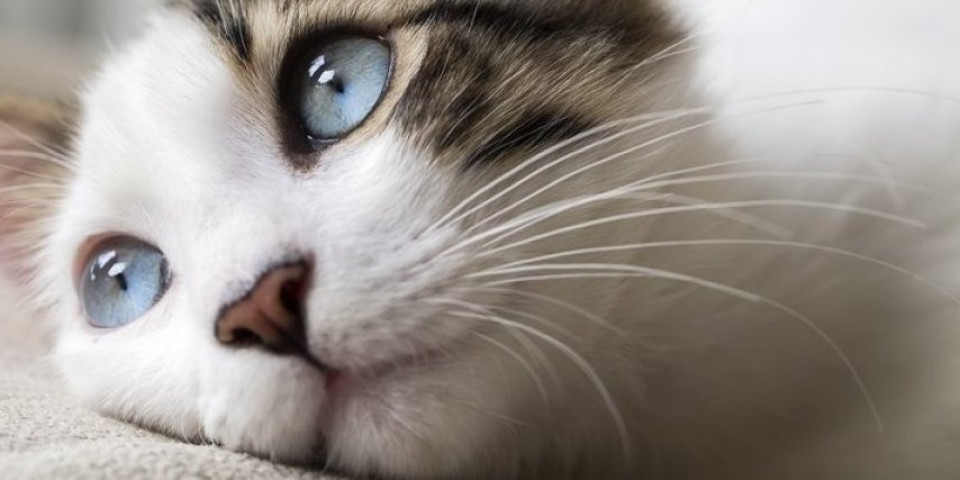 75 miliona pregleda! Kad najumiljatija maca na svetu sretne najumiljatiju devojku na svetu (VIDEO)