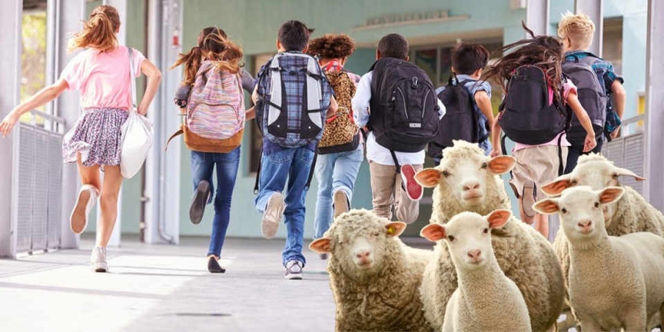 Ludilo! Roditelji upisali ovce u školu, detalji prijave su šokantni! Za četiri nova đaka tražili posebne uslove