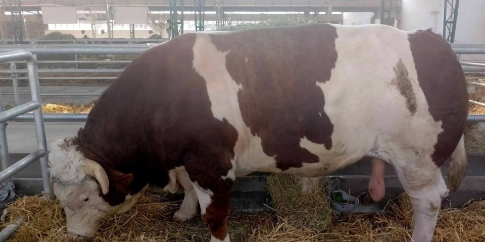 Kapitalac! Ovakvog bika nema u Evropi: Jablan je zvezda novosadskog Poljoprivrednog sajma