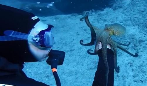 PA OVO JE HIT - Usamljena hobotnica traži da se mazi!