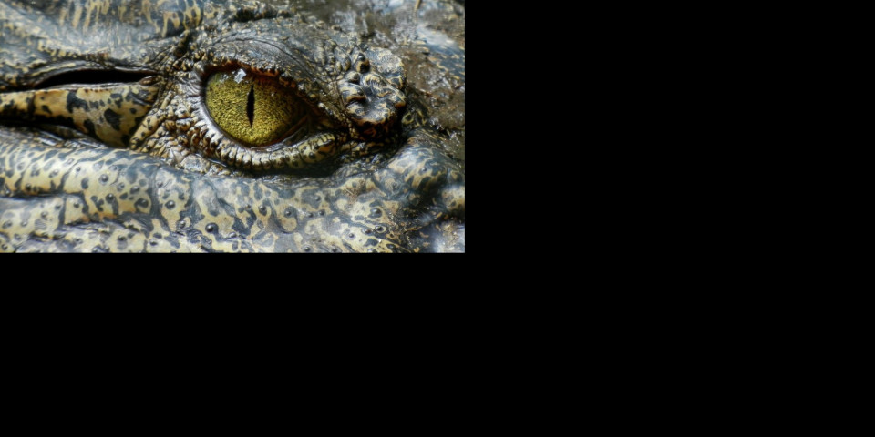 ŠOK OTKRIĆE! U ostacima krokodila od pre 95 MILIONA godina pronađeno OVO - naučnici ne veruju svojim OČIMA (FOTO)