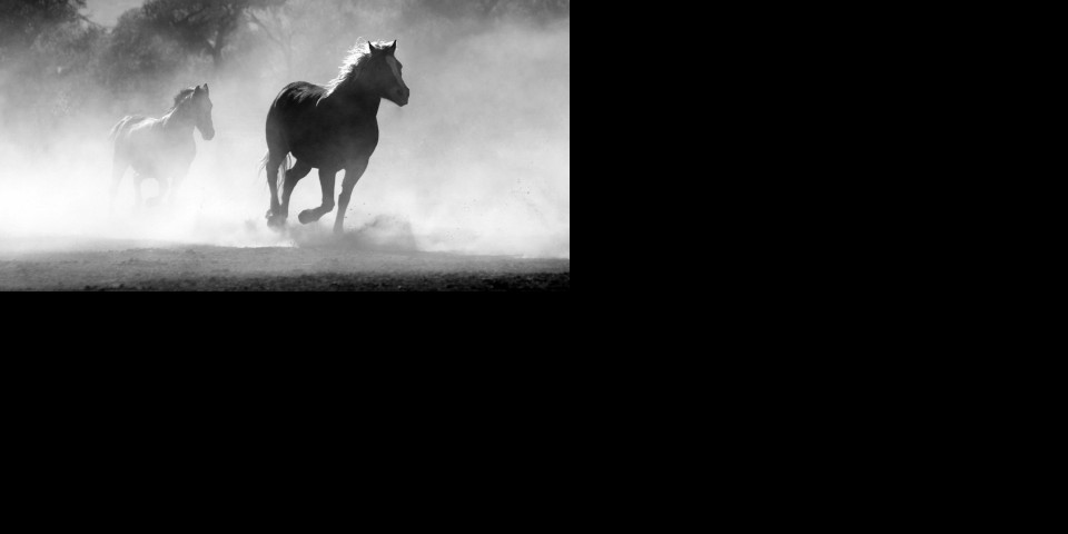 (UZNEMIRUJUĆI FOTO) MISTERIOZNA SEKTA ŠIRI STRAH U FRANCUSKOJ! Nemilosrdno ubijaju konje i magarce, svim iskasapljenim životinjama fali OVO!