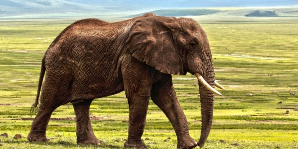 (TOP VIDEO) UPOZNAJTE SOMANA! Evo koliko ima godina najstariji slon koji na dnevnom nivou pojede najmanje 150 kilograma lišća i preti da uđe u Ginisovu knjigu rekorda!