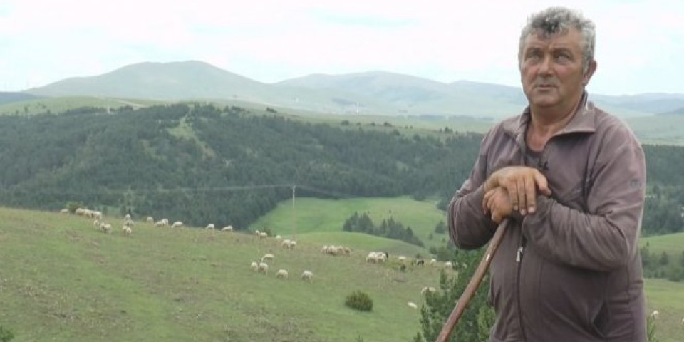 Ljubinko čuva jedno od najvećih stada u Srbiji (Video)