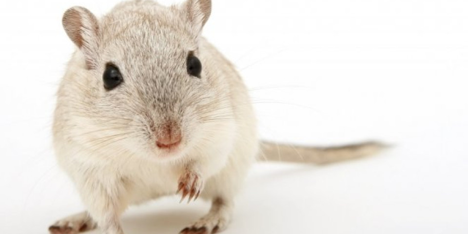 NOVI REZULTATI ISTRAŽIVANJA: Naučnici izlečili miševe od raka dojke za dve nedelje