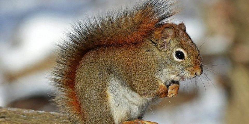 ODUŠEVIĆE VAS REAKCIJA! Veverica prvi put probala bademe (VIDEO)