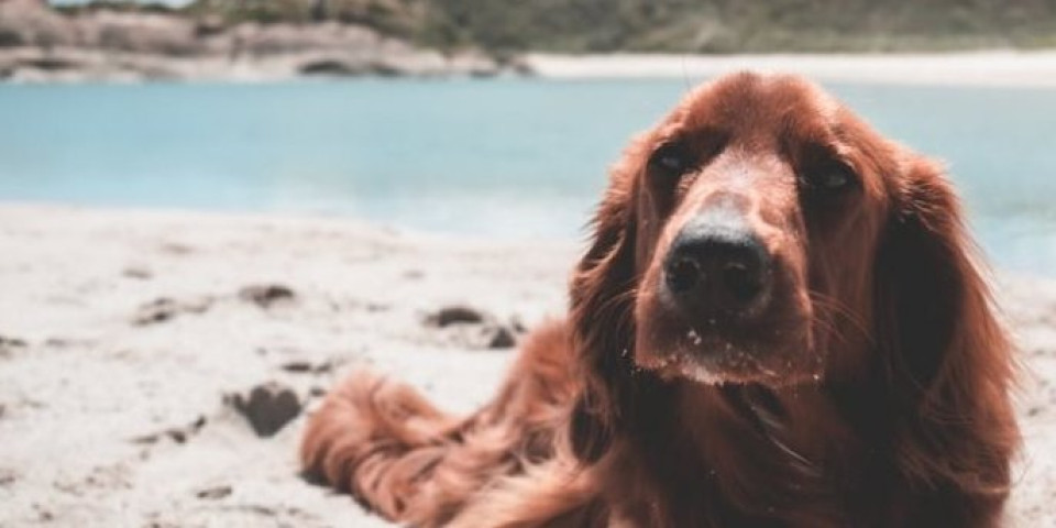 8 pasa koji obožavaju da se brčkaju u vodi! Neki će vas posebno iznenaditi