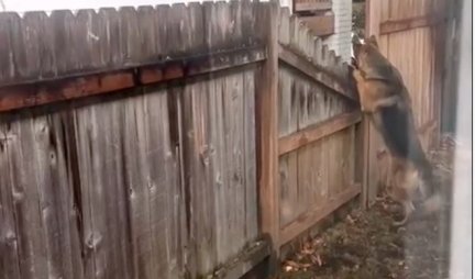 IGRE BEZ GRANICA! Jurnjava psa i veverice je nešto što će vam ulepšati ceo dan! (VIDEO)