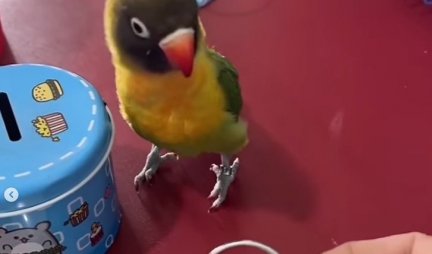 KAKAV TALENAT! Igra košarku, baca đubre, štedi parice - ovaj papagaj ume sve! (VIDEO)