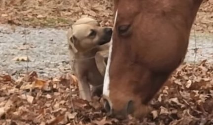 NERAZDVOJNI PRIJATELJI! Bliskost ovog psa i konja će vam istopiti srce! (VIDEO)