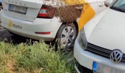 ŠOKANTAN PRIZOR NA PARKINGU U BEOGRADU Roj pčela opkolio automobil, NIKO NE SME DA MU PRIĐE