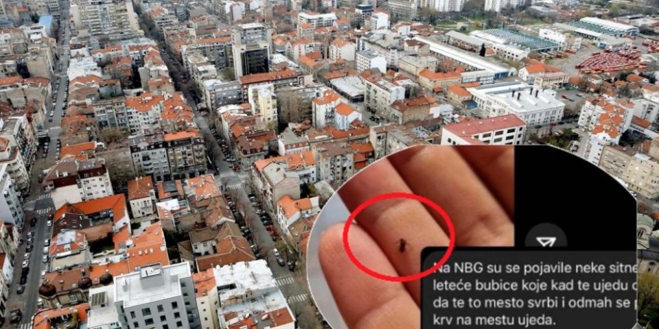 Misteriozne bube napadaju Beograđane! Crne su, lete, kad ujedu odmah krene krv (FOTO)