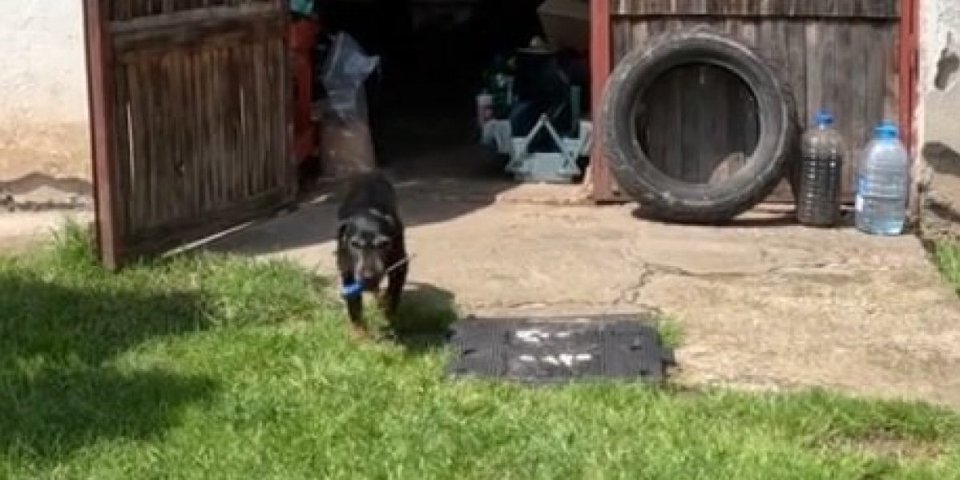 Živko, donesi mi šrafciger! Ovaj pas ume da razlikuje i vrstu alata - ostaćete bez teksta (VIDEO)