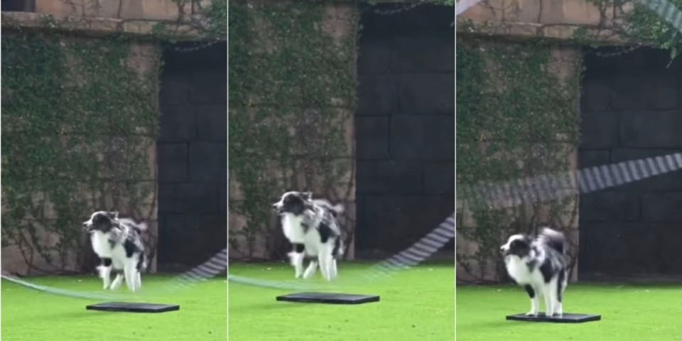 Ma, ovo se zove imati talenat! Pas koji preskače 2 konopca će vas ostaviti bez teksta (VIDEO)
