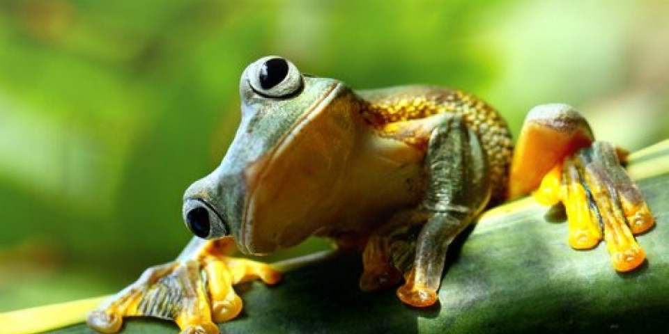 Čudo neviđeno! Ženke žaba lažiraju sopstvenu smrt da bi se otarasile dosadnog mužjaka!