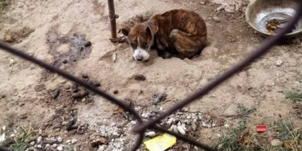 Užas u Velikom Gradištu: Vlasnica azila prijavila da je uginulo 108 pasa! Zatečeno 25 tela u fazi raspadanja