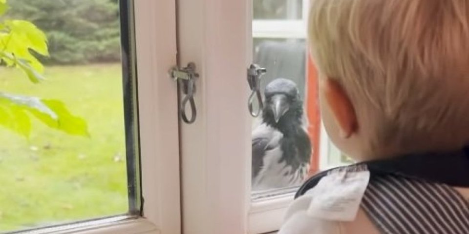 Neverovatna veza između dečaka i vrane! U stanju su satima da se igraju, a samo njemu dozvoljava da radi ovu stvar (VIDEO)