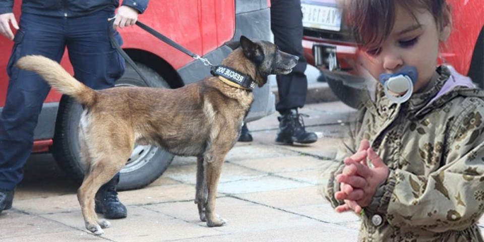 Penzionisani pas Zigi krenuo u potragu za Dankom! Drama u Banjskom polju ne jenjava!