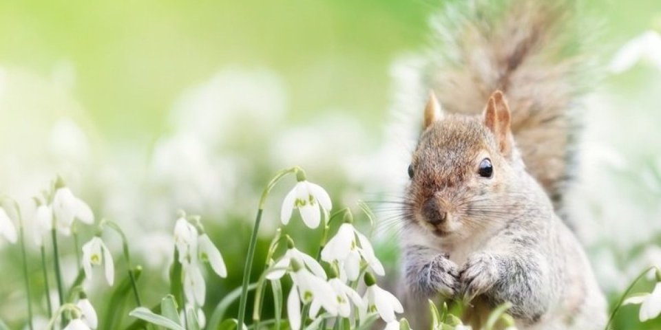 Ovo mora da je najslađa veverica na svetu! Obožava češkanja i masaže, a čak ima i svoj dvorac (VIDEO)