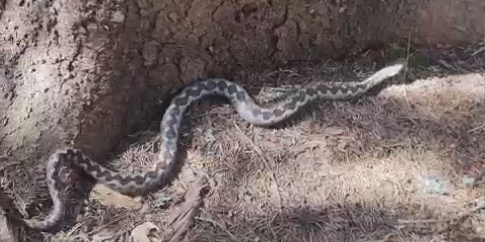 Poskok na Pešteru! Oči u oči sa opasnom zmijom dugom preko jednog metra: Evo zašto ih sada ima njaviše (VIDEO)