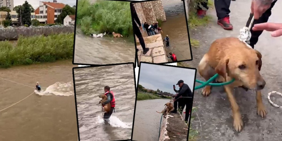 (VIDEO) Ko zna šta bi bilo s njima: Pogledajte kako su Nišlije spasile dva psa iz nabujale Nišave