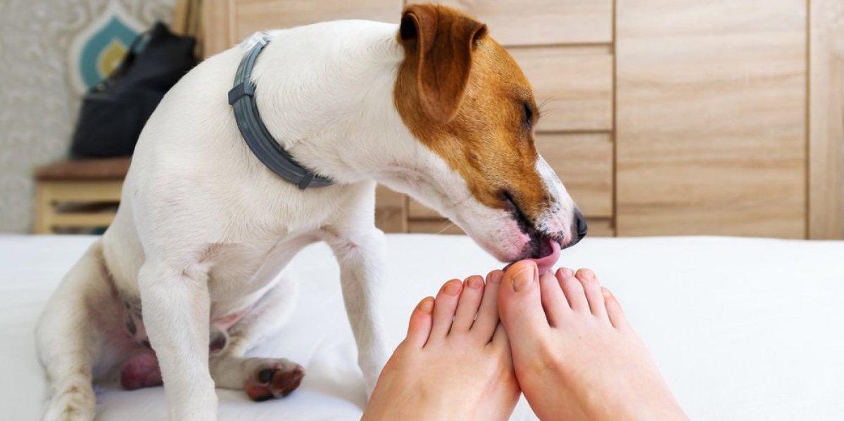 4 glavna razloga zašto vam pas liže stopala! Veterinar otkriva istinu koja će vas šokirati