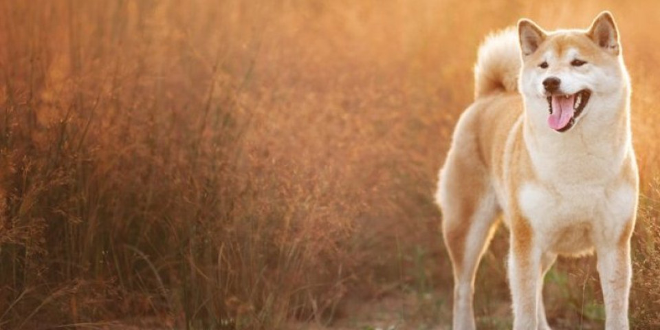 Preminuo najpoznatiji pas na svetu! Kabosu je bio zvezda mimova (FOTO)