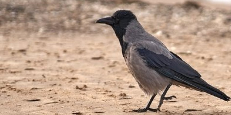Najpametnije ptice na svetu znaju da broje, i to naglas! Mogu i da se prepoznaju u ogledalu i da pokažu empatiju
