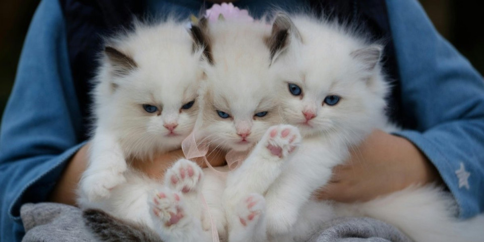 3 najlepše rase mačaka na celom svetu! Poznate su po prelepom krznu i blagoj naravi - idealne su za porodice sa decom